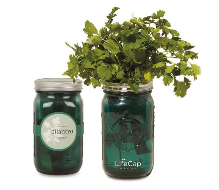 Custom Mason Jar Sprout Kit
