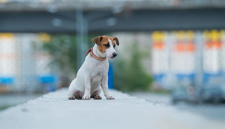 dog sitting on wall